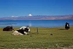 Le mont Kailash se reflète dans le lac Manasarovar.