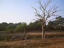 Un arbre mort à proxmité d'une pièce d'eau