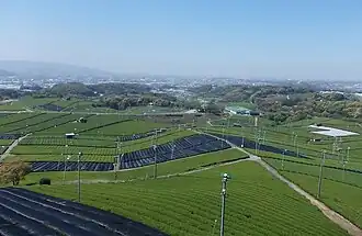 Plantations à Yame, préfecture de Fukuoka.