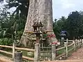 Un arbre vénéré. 14,64 mètres de circonférence ; 400 ans.