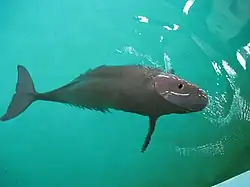 Neophocaena phocaenoides, Institut d'hydrobiologie de Wuhan, Chine.