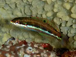 Thalassoma jansenii juvénile