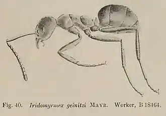 Wheeler spécimen number B 18464