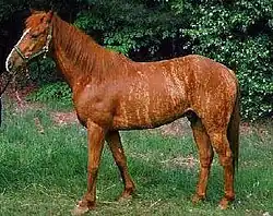 Cheval alezan bringé (très rare).