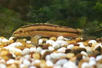 Ambastaia nigrolineata