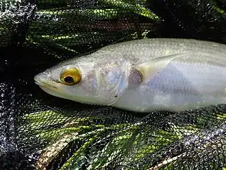 Description de l'image Yellow-eye mullet (head detail).jpg.