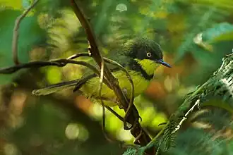 Description de l'image Yellow-throated Apalis - Malawi S4E4174 (17329190131).jpg.