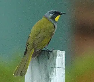 Description de l'image Yellow-throated honeyeater side.jpg.