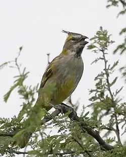 Commandeur huppé en Argentine en avril 2006.