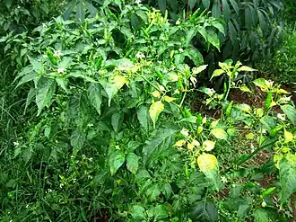 Description de cette image, également commentée ci-après