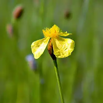 Description de l'image Yellow eyed Grass (4729327757) (1).jpg.