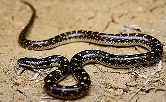 Description de l'image Yellow spotted wolf snake Lycodon flavomaculatus by Ashahar Khan Amravati.jpg.
