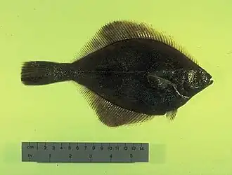 Description de l'image Yellowfin sole.jpeg.
