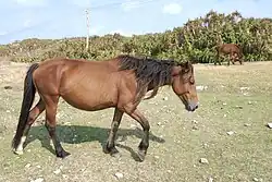 Un cheval Yonaguni bai en train de marché dans un pré.