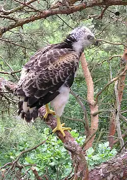 Jeune oiseau emplumé sur tout le corps, mais avec la tête encore garnie de duvet
