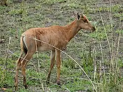 Parc national Kruger, Afrique du Sud.