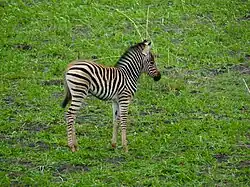 Jeune Equus quagga burchellii.