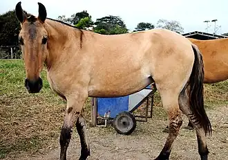 Jument Campolina présentant des marques primitives : une croix de Saint André et des zébrures.
