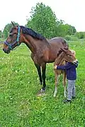 Photographie d'une jument brune et de son poulain à côté d'elle, un enfant enlace le poulain.