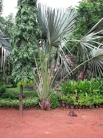 Description de l'image Young corypha macropoda 1.jpg.