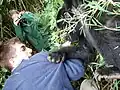 Jeune gorille agrippant un touriste dans le parc national.