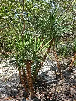 Y. aloifolia en Floride