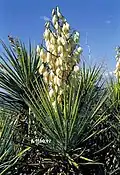 Yucca baccata var. brevifolia