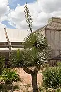 Yucca gloriosa ou Yucca superbe