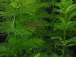 Description de l'image Yunnanilus cruciatus.jpg.