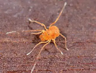 Description de l'image Yuria pulcra (10.3897-zookeys.760.24937) Figure 1 (cropped).jpg.