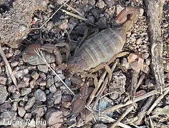 Description de cette image, également commentée ci-après