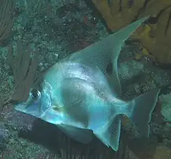 Zanclistius elevatus