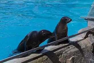 ZooParc de Beauval, Saint-Aignan-sur-Cher (France).