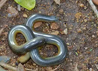 Description de l'image Zambezi Beaked Blind Snake (Megatyphlops mucruso) (12640816884).jpg.
