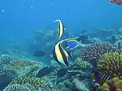 Idoles des Maures (Zanclus cornutus)