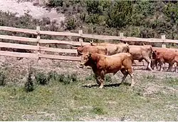 Betizu taureau à Zarikieta