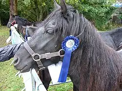 Type originel primé, vue de profil.