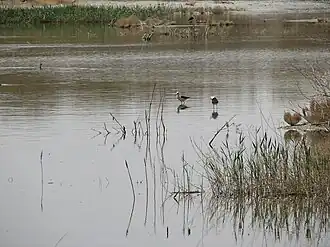 Image illustrative de l’article Lac Gavkhouni