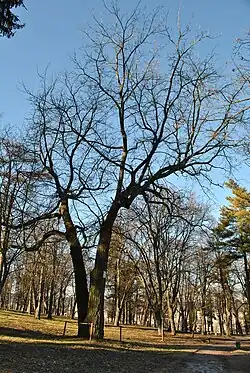 Modèle de Leeuwenberg s'exprimant dans les réitèrations du noyer