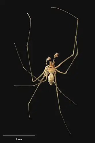 Description de l'image Zeatupua forsteri Fitzgerald & Sirvid, 2009.jpg.