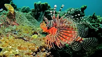 Sulawesi, Indonésie