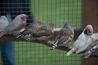 Mandarins de nuances diverses.