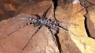 Description de l'image Zebra spider viridasius fasciatus.jpg.