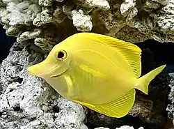 Zebrasoma flavescens