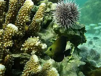 Description de l'image Zebrasoma rostratum Tubuai.jpg.