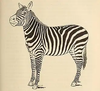 Description de l'image Zeitschrift für wissenschaftliche Zoologie (1906) (14762972812).jpg.