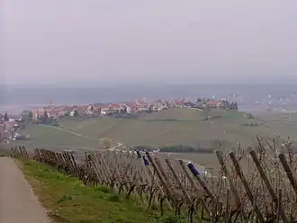Les vignobles autour de Zellenberg.