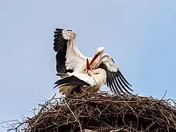 Deux cigognes semblent danser dans leur nid.