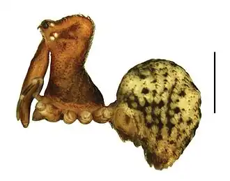 Description de l'image Zephyrarchaea austini anatomy.jpg.