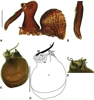 Description de l'image Zephyrarchaea porchi anatomy.jpg.